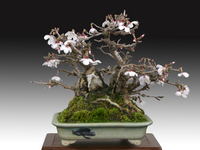 19回春雅展-桜.jpg