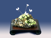 19回春雅展-草.jpg