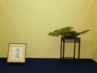 CIMG2545.jpg